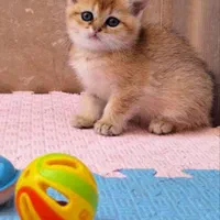 زیباترین مخلوقات بچه گربه ها|گربه|اصفهان, احمدآباد|دیوار