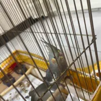 جوجه عروس هلندی ۱ماهه|پرنده|کرج, گلشهر|دیوار