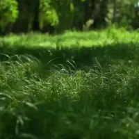 مزایده زمین مسکونی به متراژبالای1500 متردرشفارود