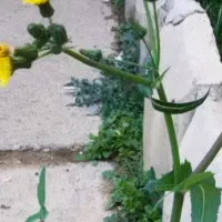 جو دیم وابی