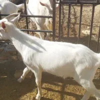 فروش کهره سانن اصل|حیوانات مزرعه|مرودشت, محمد آباد|دیوار