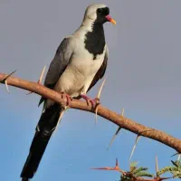 پرنده زینتی .،ناماکوا .فنچ ستاره ای ،گلدین