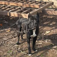 سلام واگذاری پیت بول