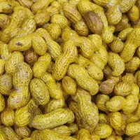 کارگاه بادام زمینی و تخمه