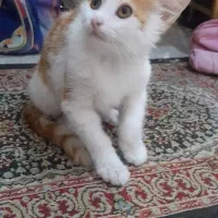 بچه گربه خانگی
