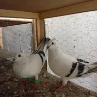 چندتاپلاکی زرنگ