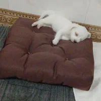 سگ پامرین فنجونی
