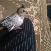 هلندی ماده
