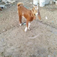 دو عدد بز جوان عدانی|حیوانات مزرعه|خورموج, |دیوار