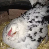 تخم مرغ نطفه دار گلین. بردسیر