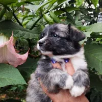 سگ اشپیتز ماده