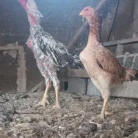 شامو اوشامو مرغ خروس|حیوانات مزرعه|تهران, خرمشهر|دیوار