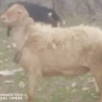 گوسفند داشتی