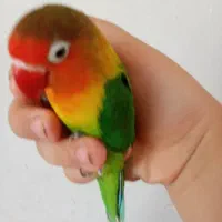 طوطی برزیلی