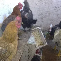 مرغ تخم گذار خاطرجمع