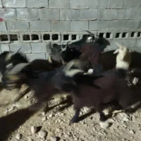 فروش کهره نرپرواری