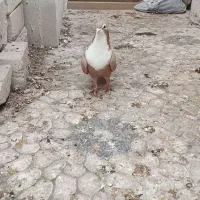 زرد ریشی|پرنده|کرمان, |دیوار