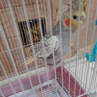 عروس هلندی|پرنده|سمنان, |دیوار