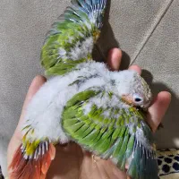 جوجه طوطی گرینچیک آناناسی پاید فول رد