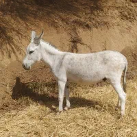 الاغ|حیوانات مزرعه|لوداب, |دیوار