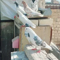 کفتر تهرانی
