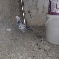 کفتر فروشی نر|پرنده|اسفراین, |دیوار