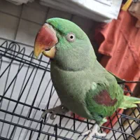 شاه طوطی شیطون