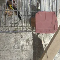 معاوضه سهره