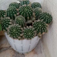 گل با گلدون پر قشنگ|گل و گیاه طبیعی|بهشهر, |دیوار