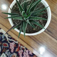 گلهای کاکتوس|گل و گیاه طبیعی|رشت, حافظ آباد|دیوار