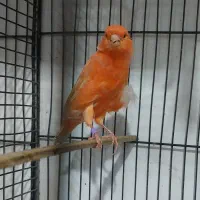 قناری نر سرخ برفکی  ۱۰ماهه بخون