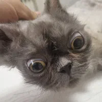 عقیم سازی سگ و گربه - دامپزشکی|خدمات پیشه و مهارت|شهرکرد, |دیوار