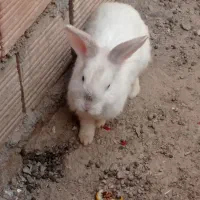 یک عدد خرگوش لپ بزرگ بفروش میرسد