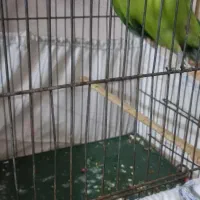 طوطی برزیلی مولدنروماده باجوجه|پرنده|چهاردانگه (تهران), |دیوار