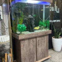 اکواریوم|ماهی|تهران, قیام|دیوار