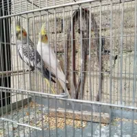 عروس هلندی مولد
