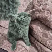 بچه گربه اسکاتیش دبل فولد|گربه|کرج, خرمدشت|دیوار