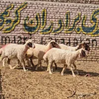 بره ماده سنجابی