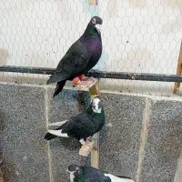 کبوتر چخ جدید رسید|پرنده|گلبهار, شهر جدید گلبهار|دیوار