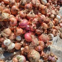 پیاز محلی