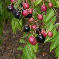 زیباسازی. گل کاری. حرس. کود دهی