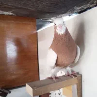کفتر کبوتر طوقی