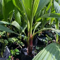 پالم تنه قرمز نایلکس|گل و گیاه طبیعی|بابل, |دیوار