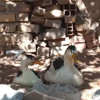 اردک