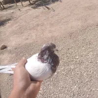 کفتر|پرنده|گل تپه, |دیوار