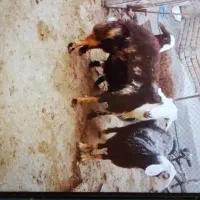 فروش سه راس بره