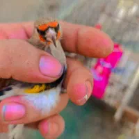 دو عدد سهره