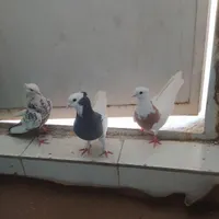 چهارتا کفتر خوب معاوضه با قناری|پرنده|شیراز, گل سرخ|دیوار