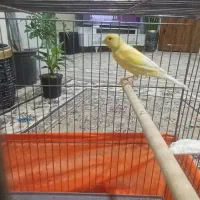 قناری مست مست شلاقی