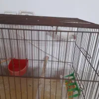 طوطی برزیلی